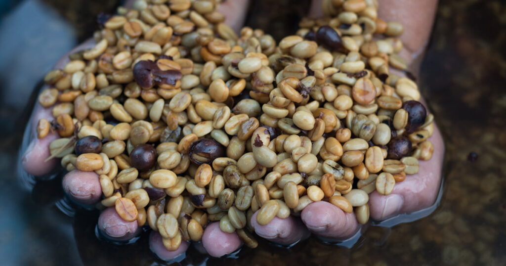 Selecting good and bad coffee beans pecialty coffee vs commercial coffee