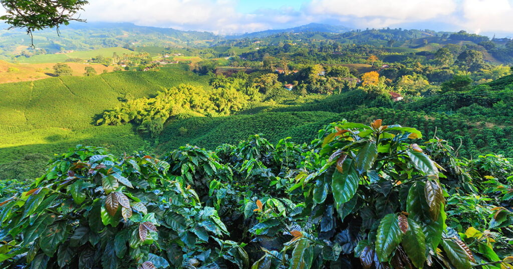 Filed with lots of coffee plants with high altitudes