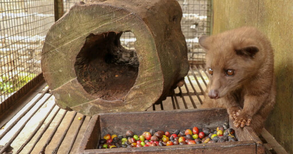 Is kopi luwak coffee safe for the animals